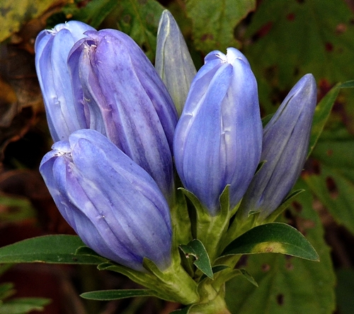 {Gentiana saponaria}